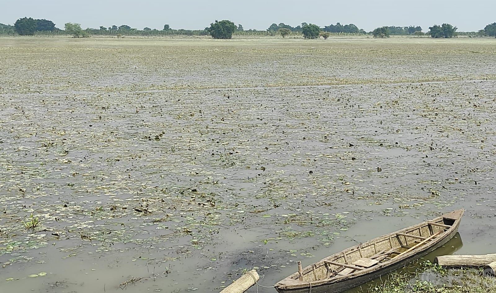 बाढीपीडित किसानको गुनासो- स्याहार्ने बेलाको धान बाढीले लग्यो, अब के गर्ने थाहा छैन