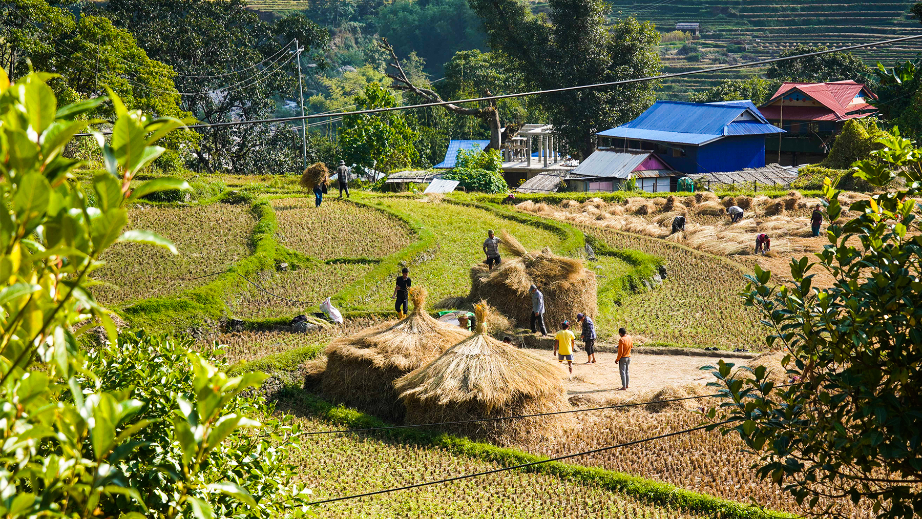 पाँचथरका किसानलाई धान भित्र्याउने चटारो (तस्वीरहरू)