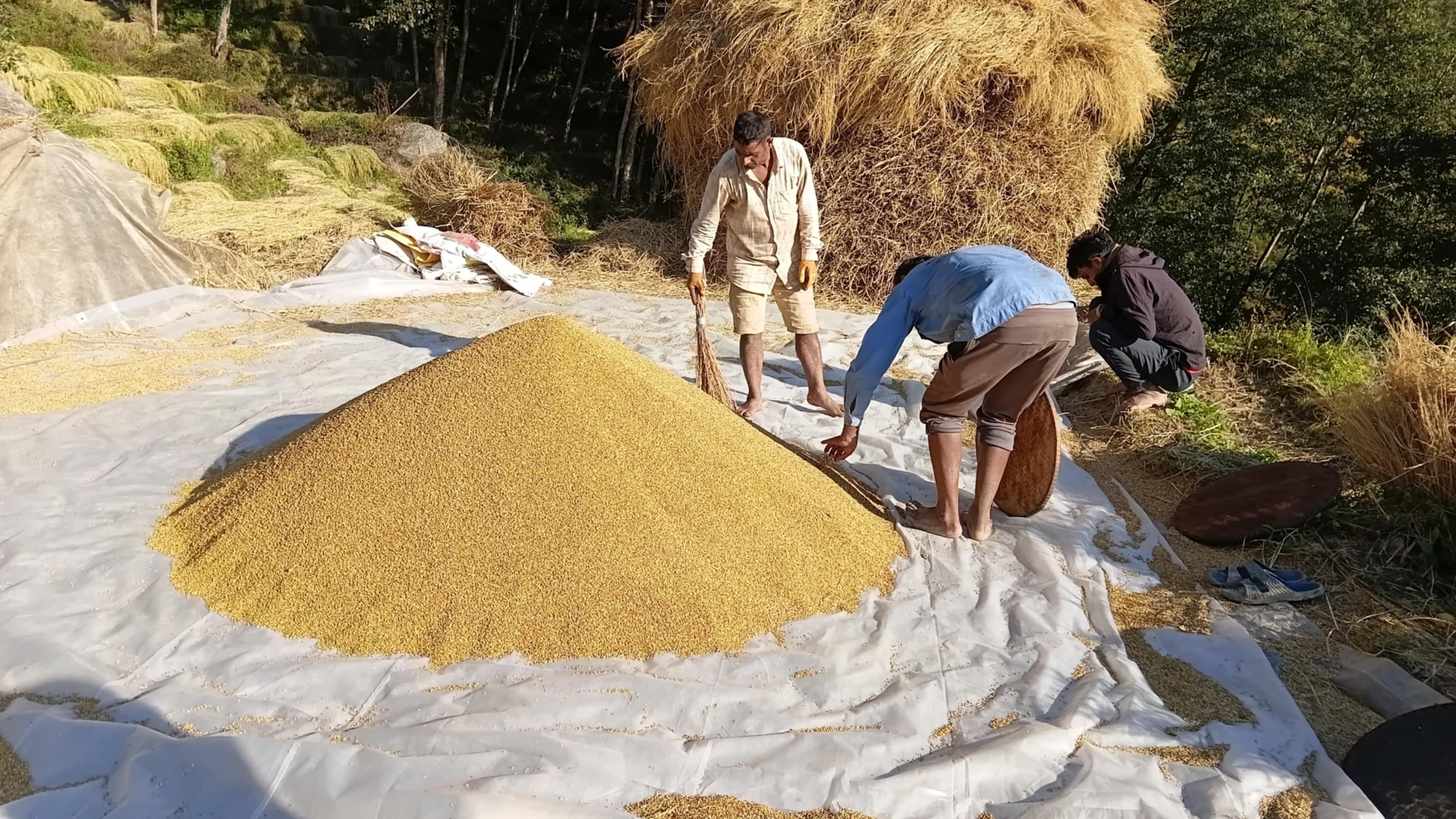 अनियमित मौसमको असरका कारण धान उत्पादन घट्यो