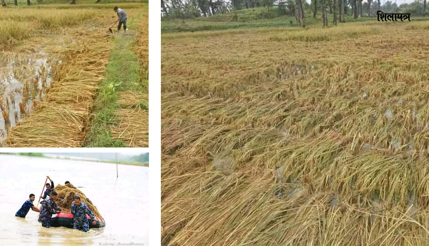 बेमौसमी बाढीले किसानको गाँस खोस्यो, पीडितको प्रश्न- अब पेट कसरी पाल्ने ?