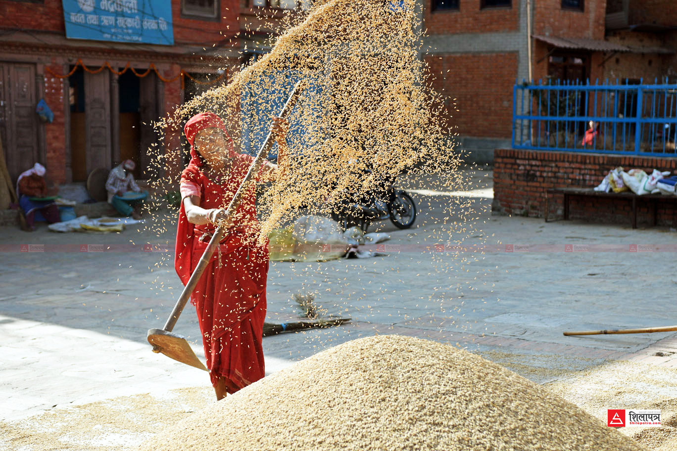 मौसम अनुकूलन नहुँदा धान उत्पादन घट्ने अनुमान