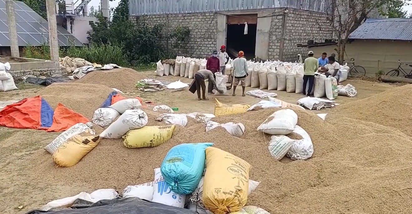सरकारले समर्थन मूल्यमा २ प्रतिशत पनि धान खरिद नगरेपछि किसानले भने– जिस्क्याउने काम मात्रै गर्‍यो