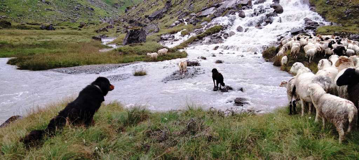 कुकुर: शहरमा रहर, गाउँमा गोठालाका भर