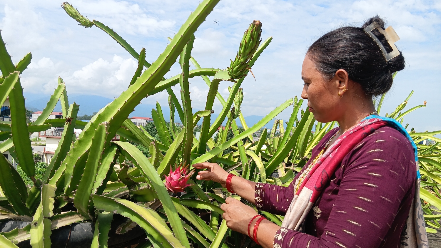 कौसीमा ड्रागन खेती गरिरहेकी सीता, जसले कमाउँछिन् वार्षिक आठ लाख रुपैयाँ