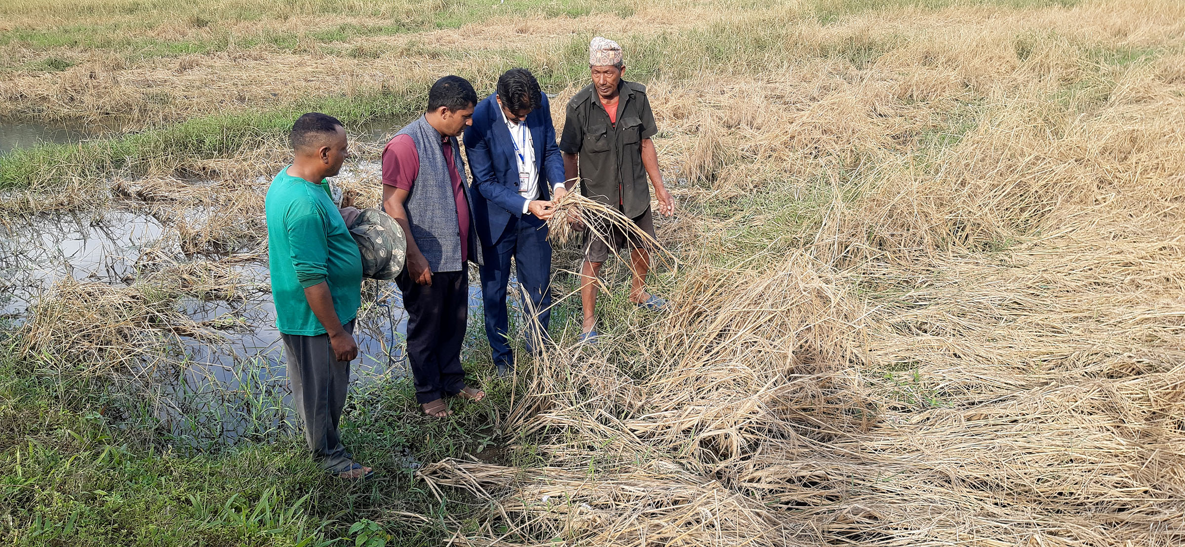 फेवाफाँटको जेठोबुढोमा गभारोः भित्र्याउने बेला धान न पराल