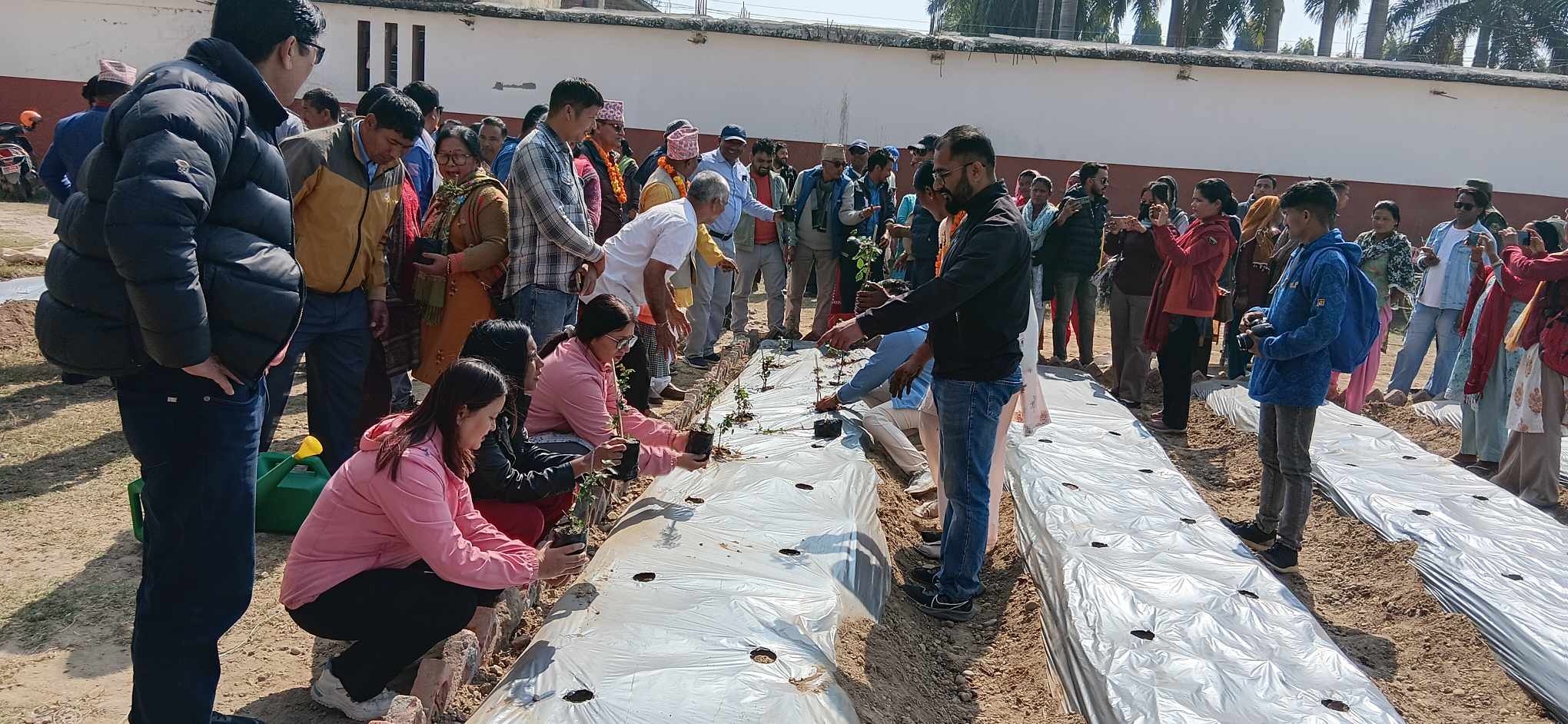 टीकापुरलाई गुलाबको शहर बनाउन अभियान सुरु