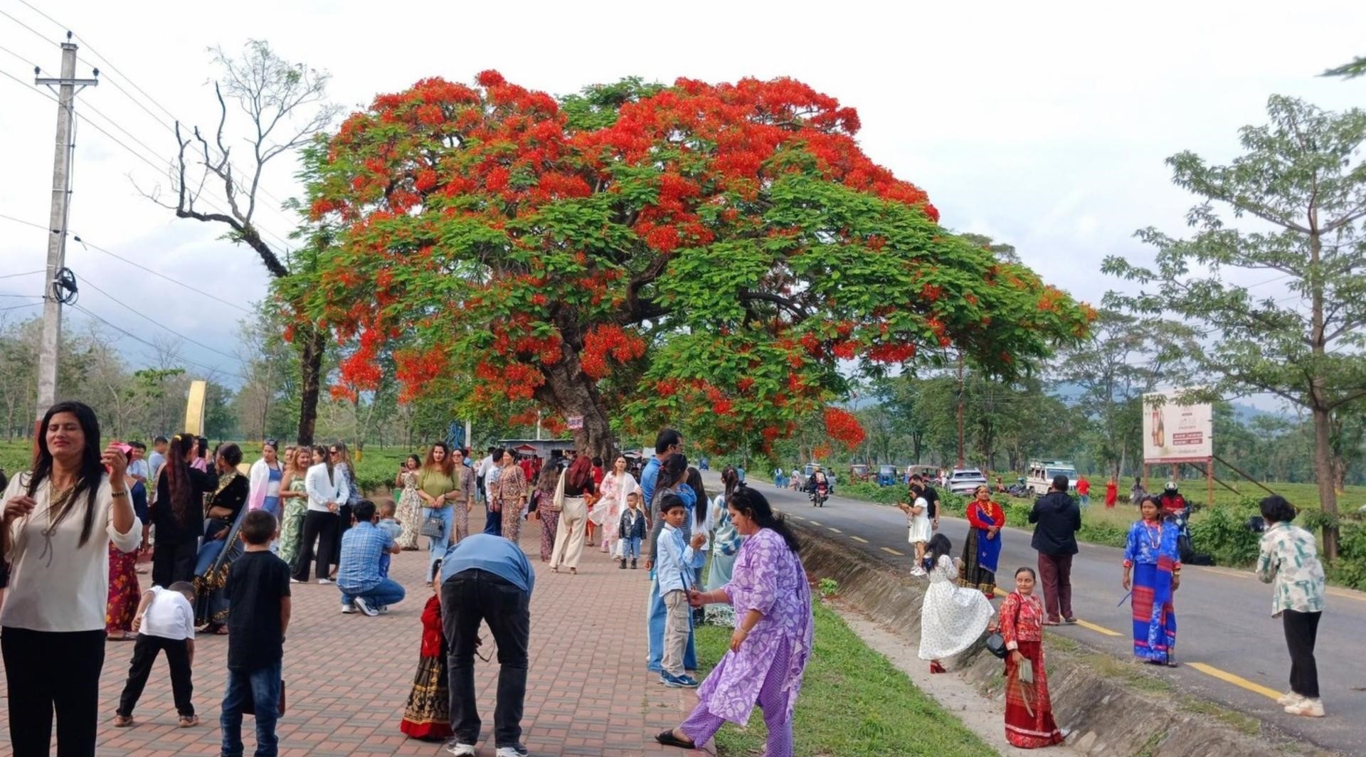 पर्यटक लोभ्याउँदै गुलमोहर