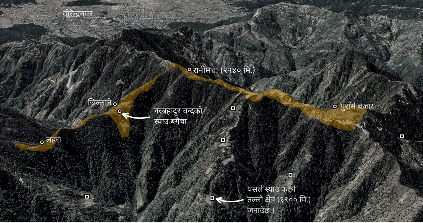 वीरेन्द्रनगरबाट उत्तरतर्फ पर्ने गुराँसे क्षेत्र, जहाँ कुनै बेला मनग्य स्याउ फल्ने गर्दथ्यो । स्याटलाइट तस्वीर स्रोतः गुगल अर्थ 