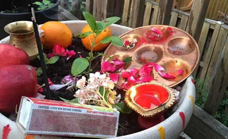 आज हरिशयनी एकादशीः तुलसीको बिरुवा सारिँदै