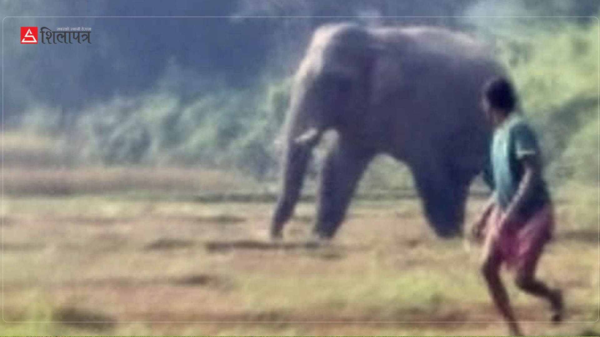 कञ्चनपुरमा हात्तीको आक्रमणबाट बालिकाको मृत्यु