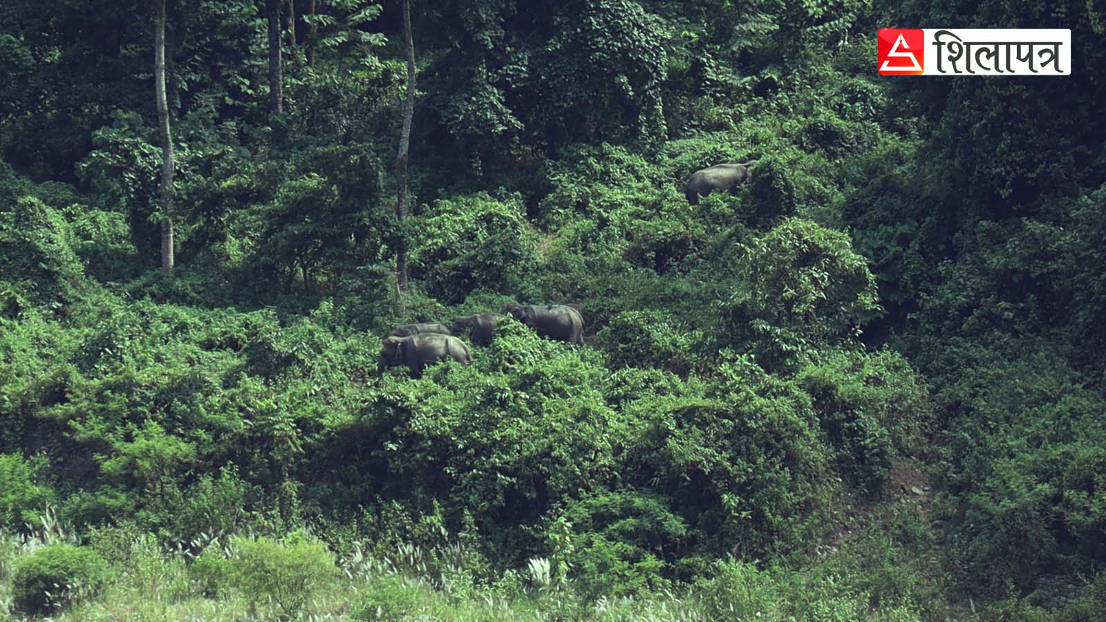 किन पहाड उक्लँदै छन् हात्ती ? (भिडियाेसहित)