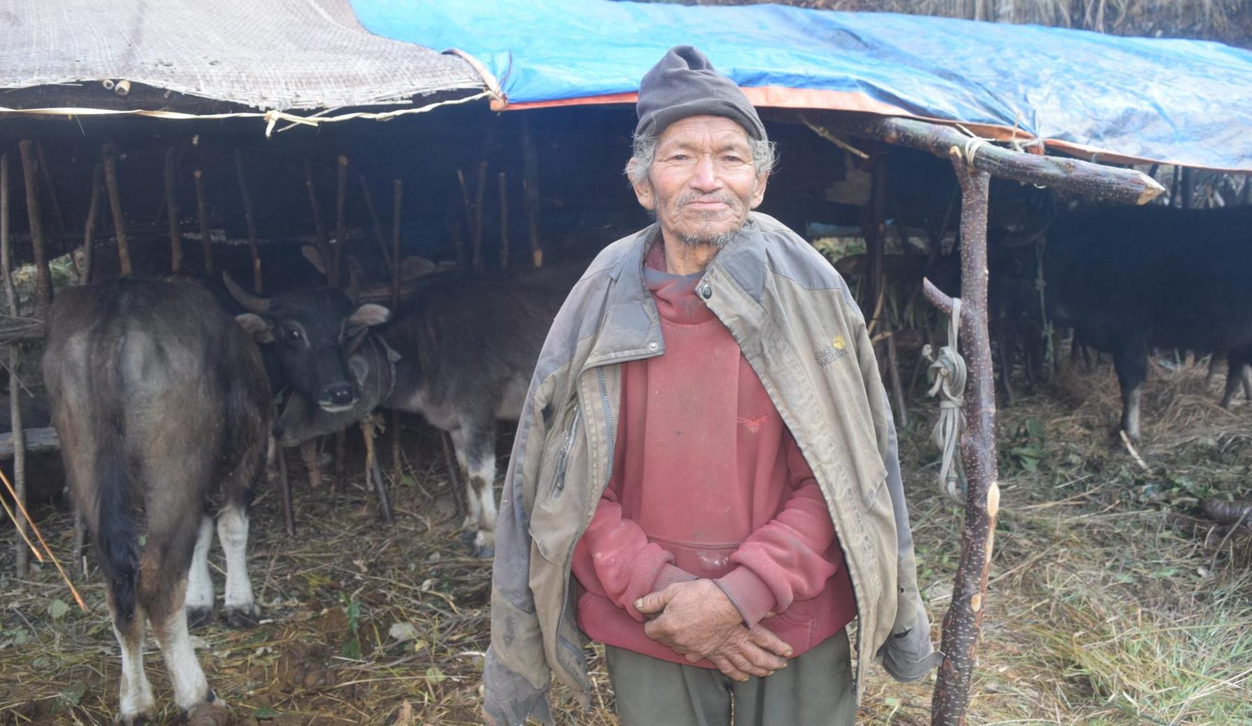 ७० वर्ष पार गरिसक्दा पनि घुम्ती गोठमा रमाइरहेका तुलाचन