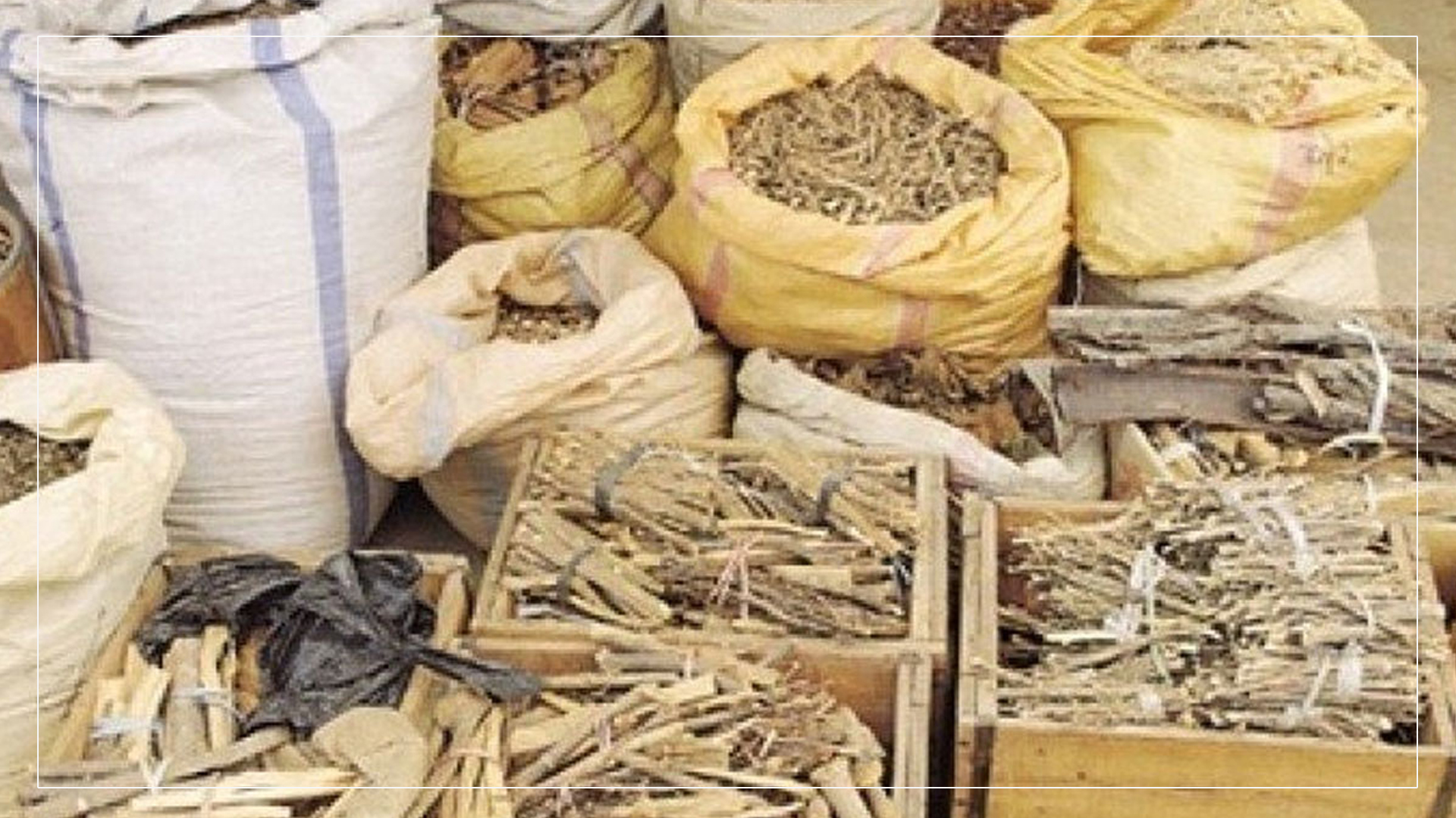 वन पैदावारबाट गण्डकी सरकारले ७ वर्षमा उठायो एक अर्ब राजस्व