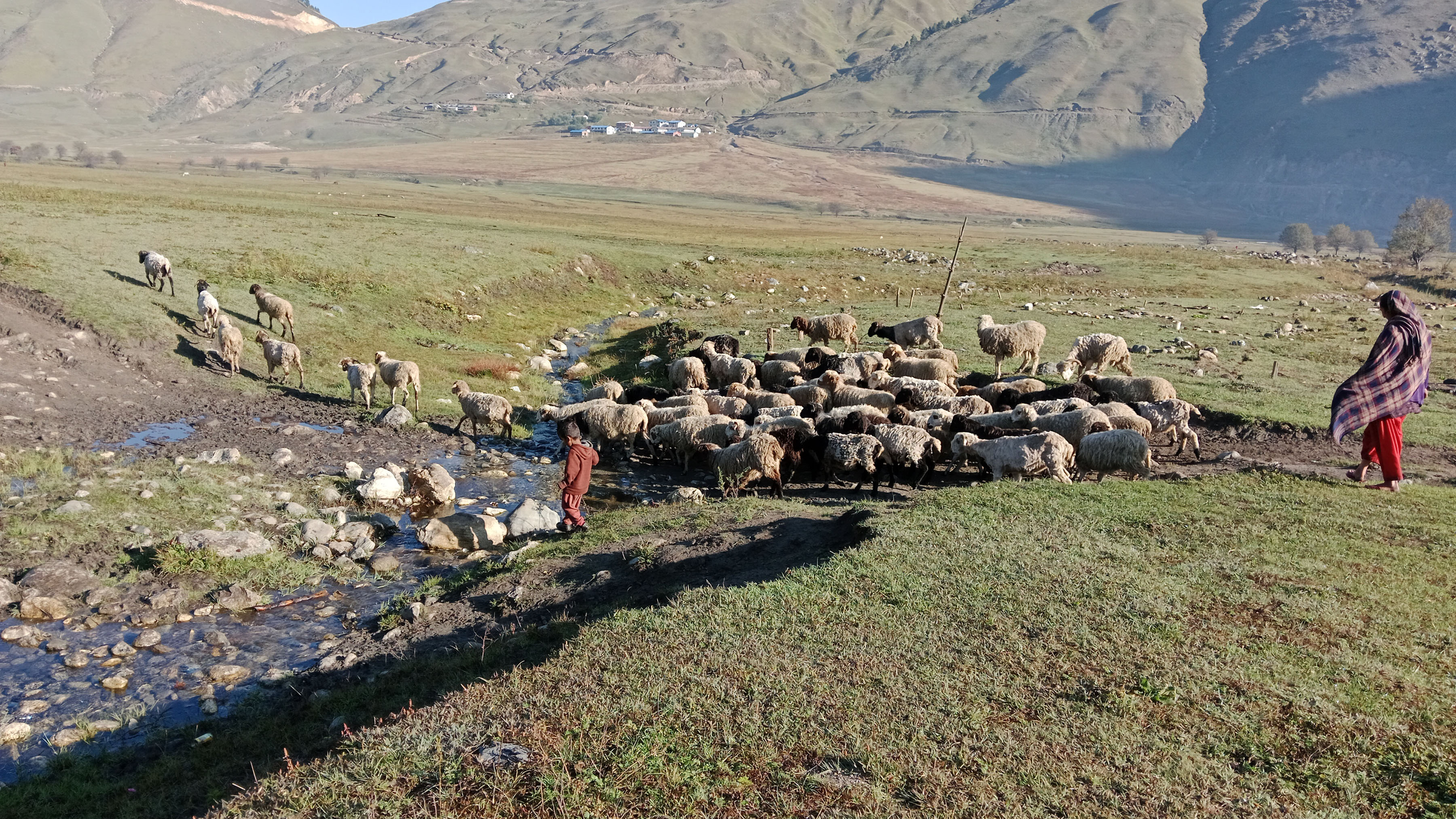 जुम्लामा दसैँमा मात्रै १६ करोडभन्दा बढीका भेडा तथा खसीबोकाको कारोबार