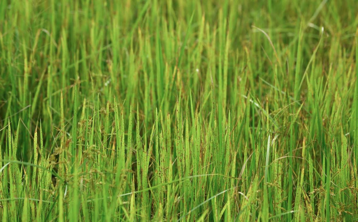 पानी छ, तर किसानको चैतेधान खेतीतर्फ आकर्षण छैन