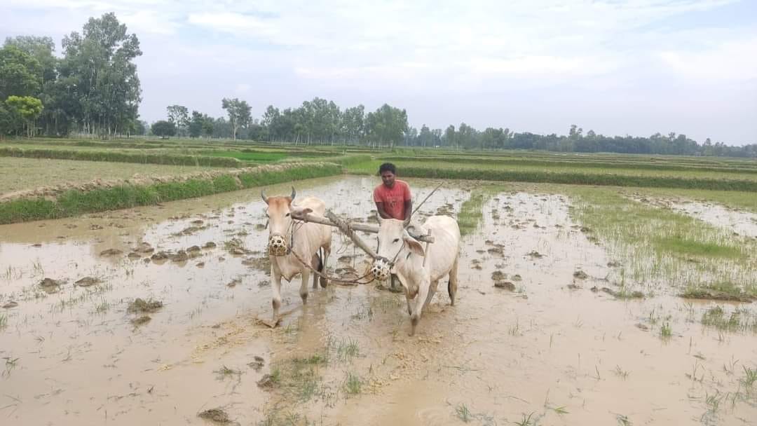 पहाड बगिरहँदा तराईमा खडेरी, मधेशमा ३३ प्रतिशतमात्रै रोपाइँ