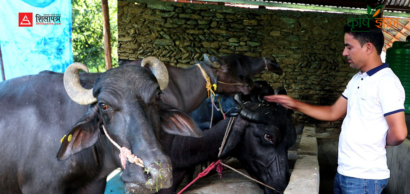 बीमाकाे प्रबन्धक र शिक्षण छाेडेर भैँसीपालनमा रम्दै