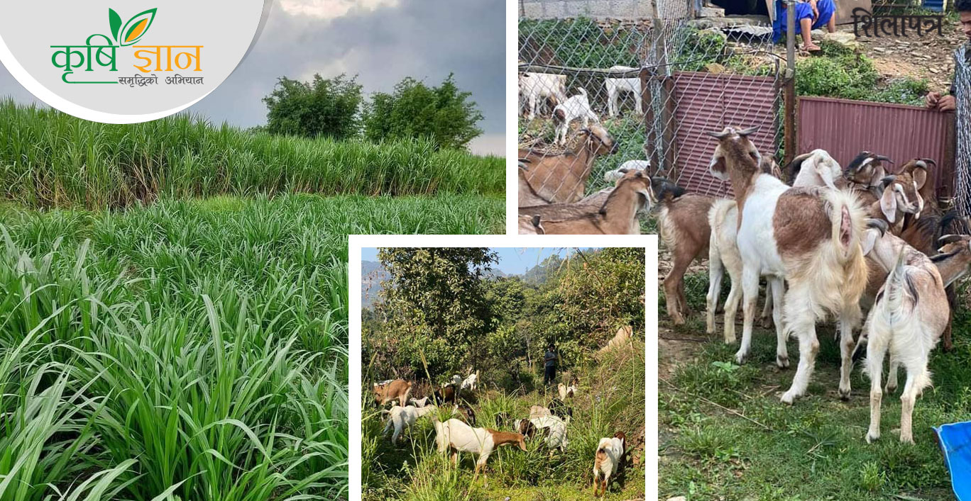 १५ वर्ष विदेश बसेर कमाएको पैसा कृषिमा, महिनैपिच्छे ७० हजार हातमा