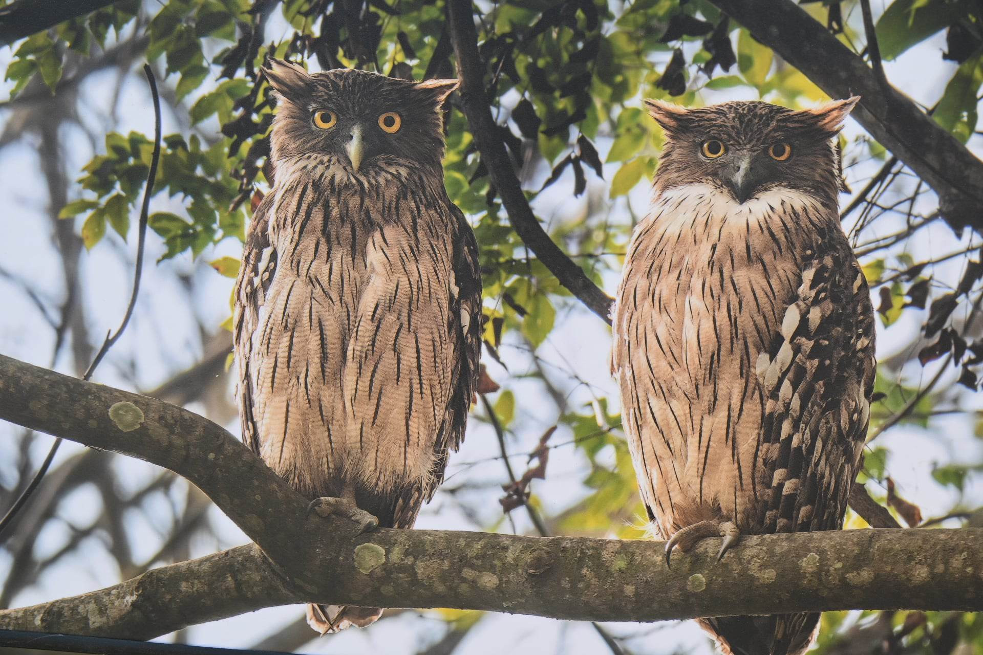 पर्वतमा लाटोकोसेरो उत्सव हुने