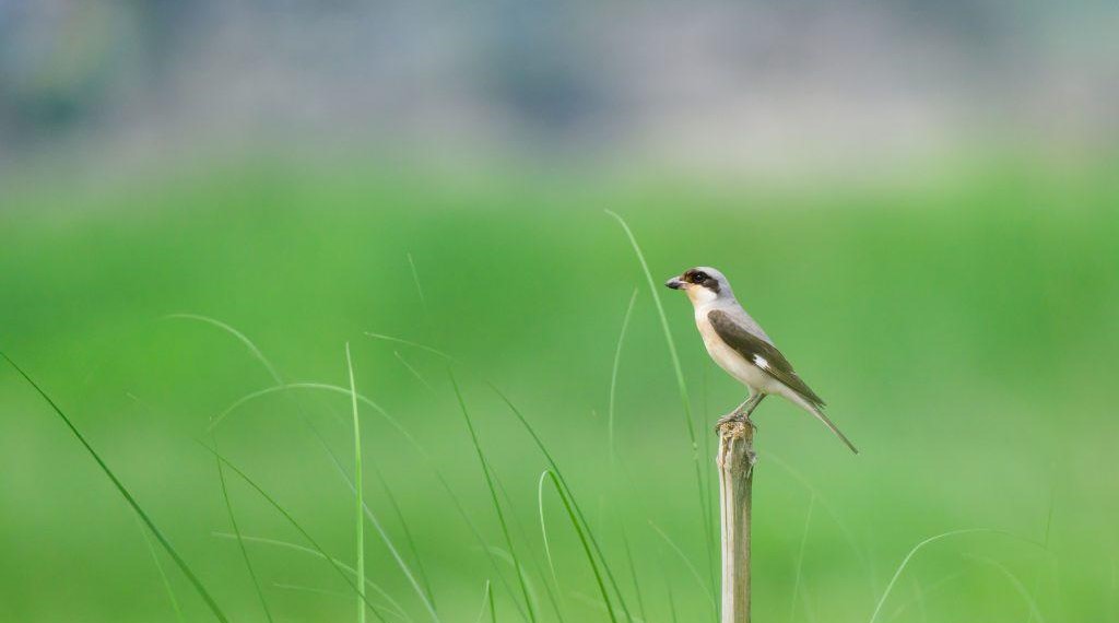 भक्तपुरमा देखियो ‘लेसर ग्रे स्राइक’ जातको नयाँ चरो