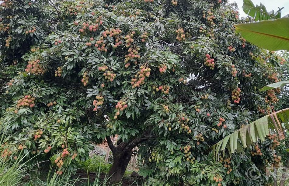 खोटाङको एउटै पालिकामा फल्यो ७४ मेट्रिक टन लिच्ची