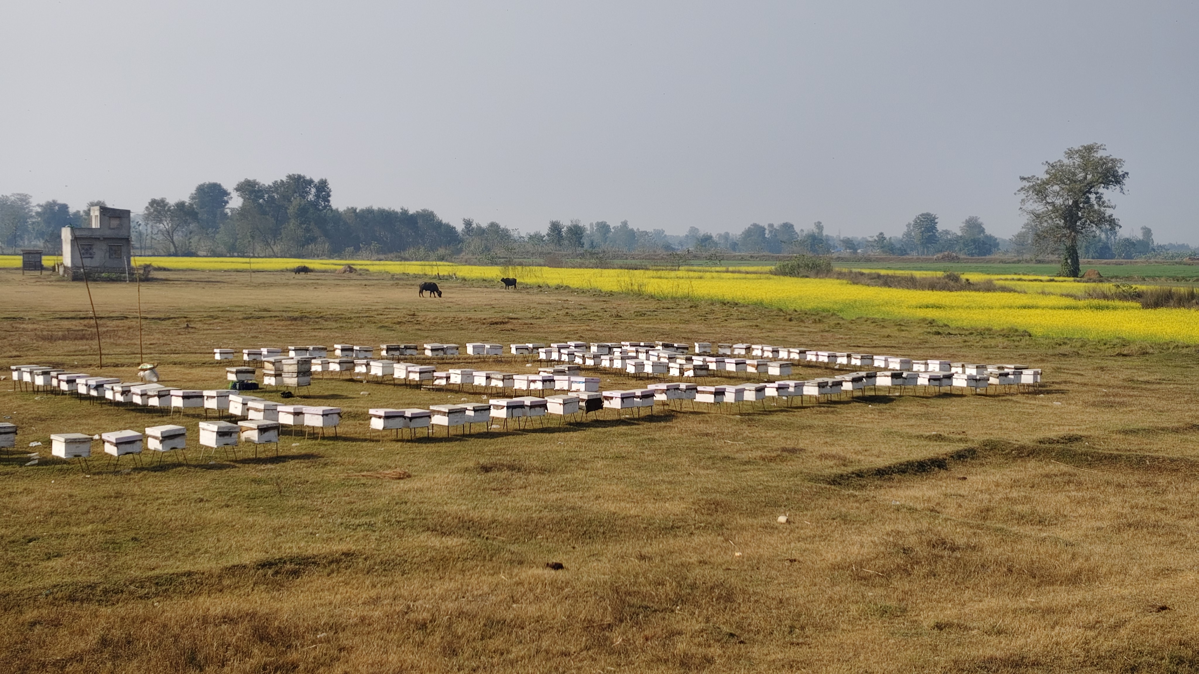 महबाटै करोडको कारोबार गर्दै आएका विनोद हमाल भन्छन्– पैसा विदेशभन्दा स्वदेशमा धेरै छ