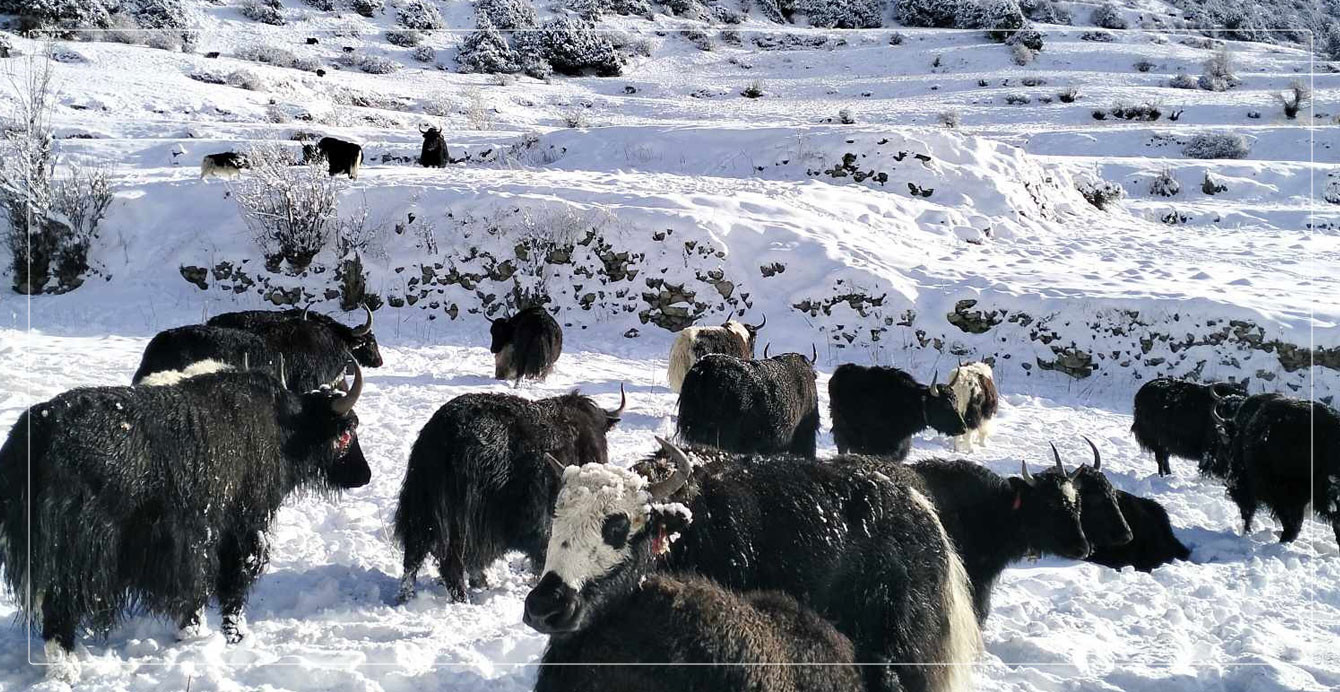माइनस १६ मा झर्‍याे मनाङको तापक्रम