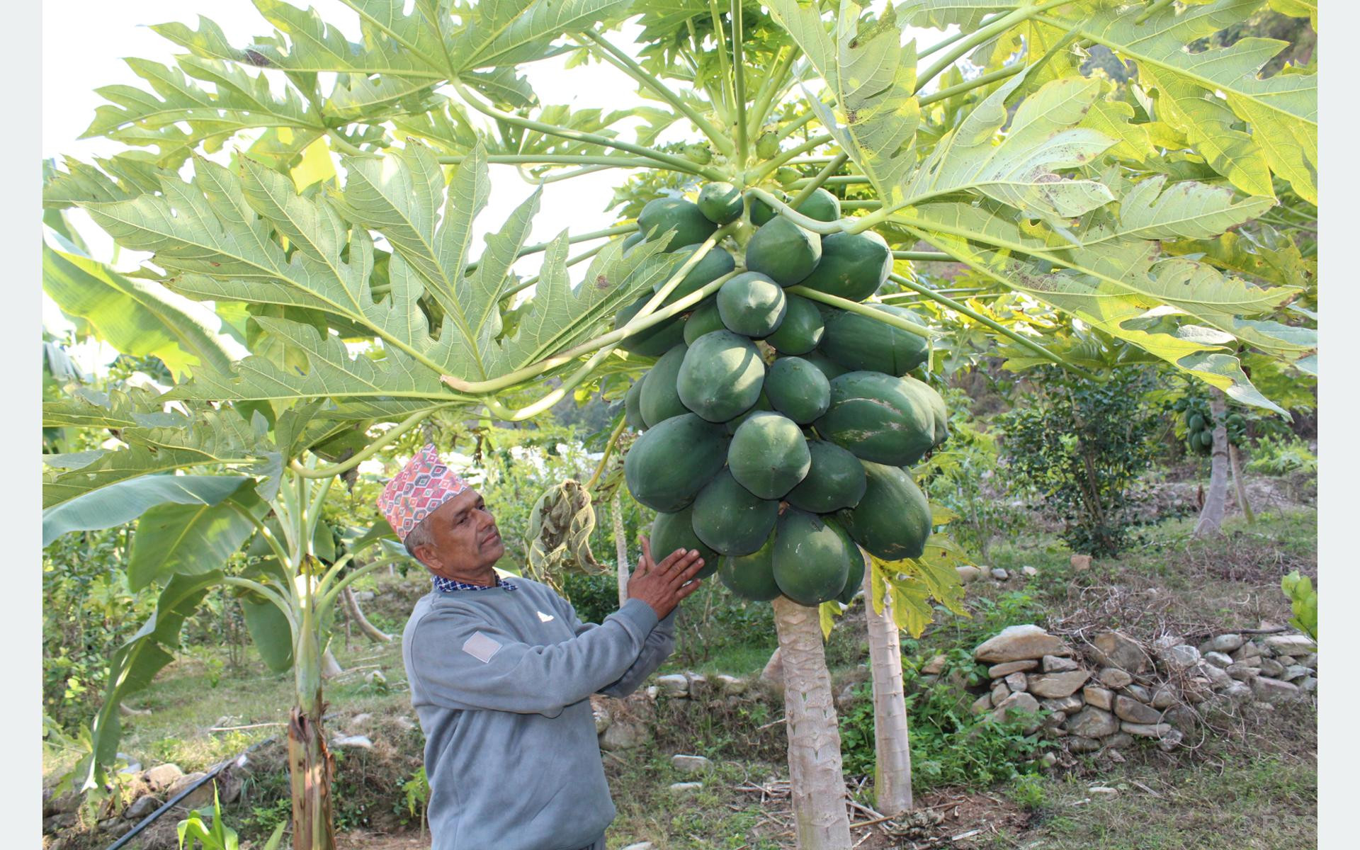 मेवा बेचेर मासिक डेढ लाख आम्दानी