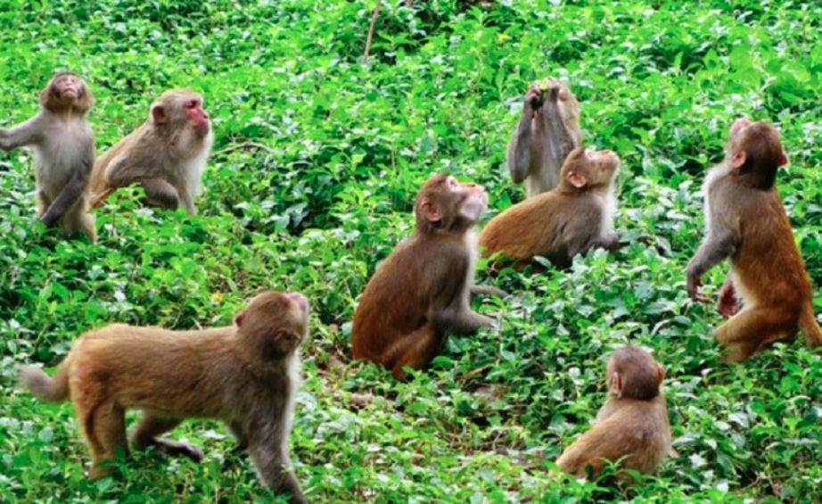 बाँदर आतंक न्यूनीकरण गर्न ‘बाँदर बगैँचा’ निर्माण गरिँदै