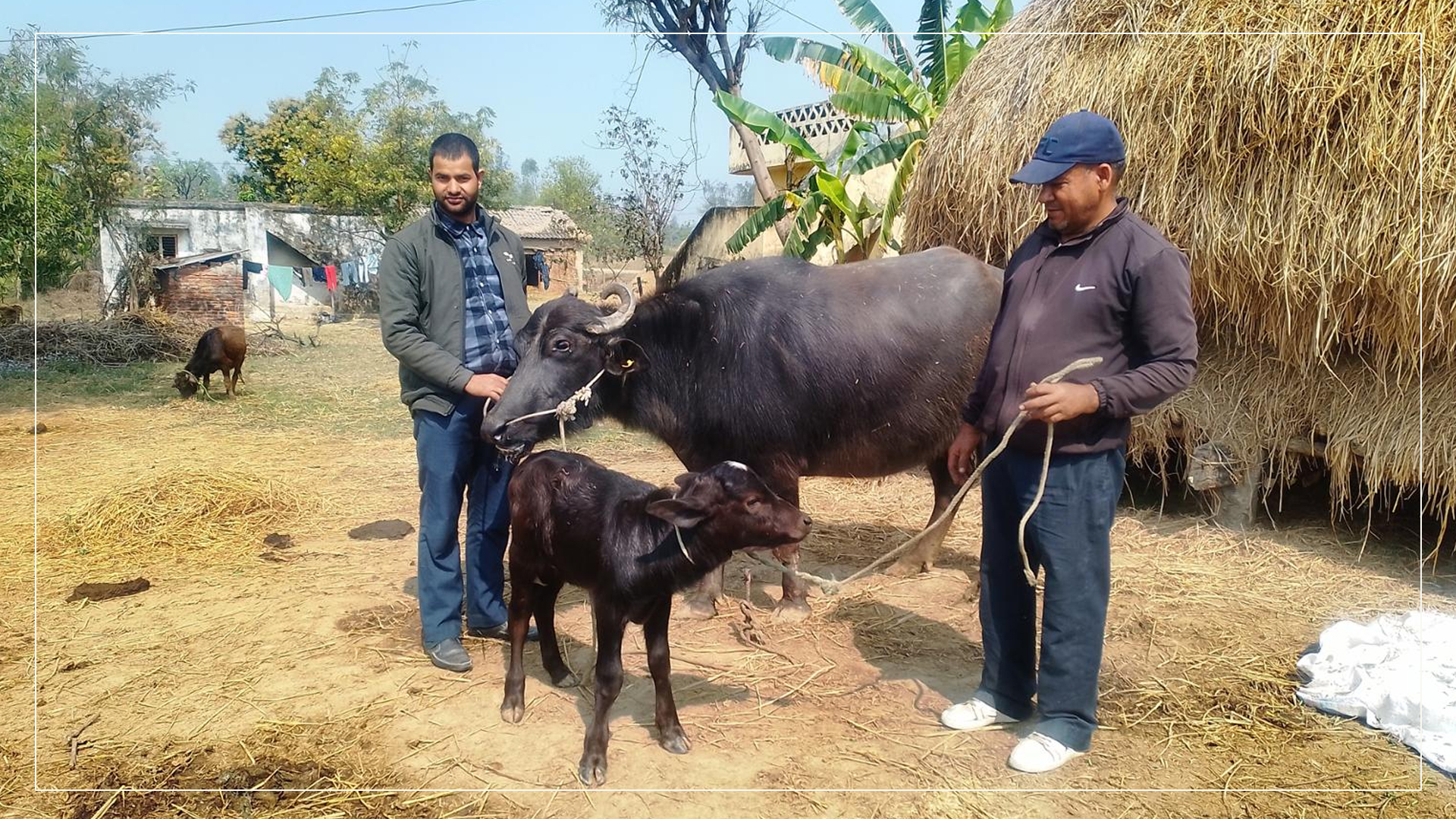 बाँकेमा मुर्रा राँगाबाट नश्ल सुधार सफल