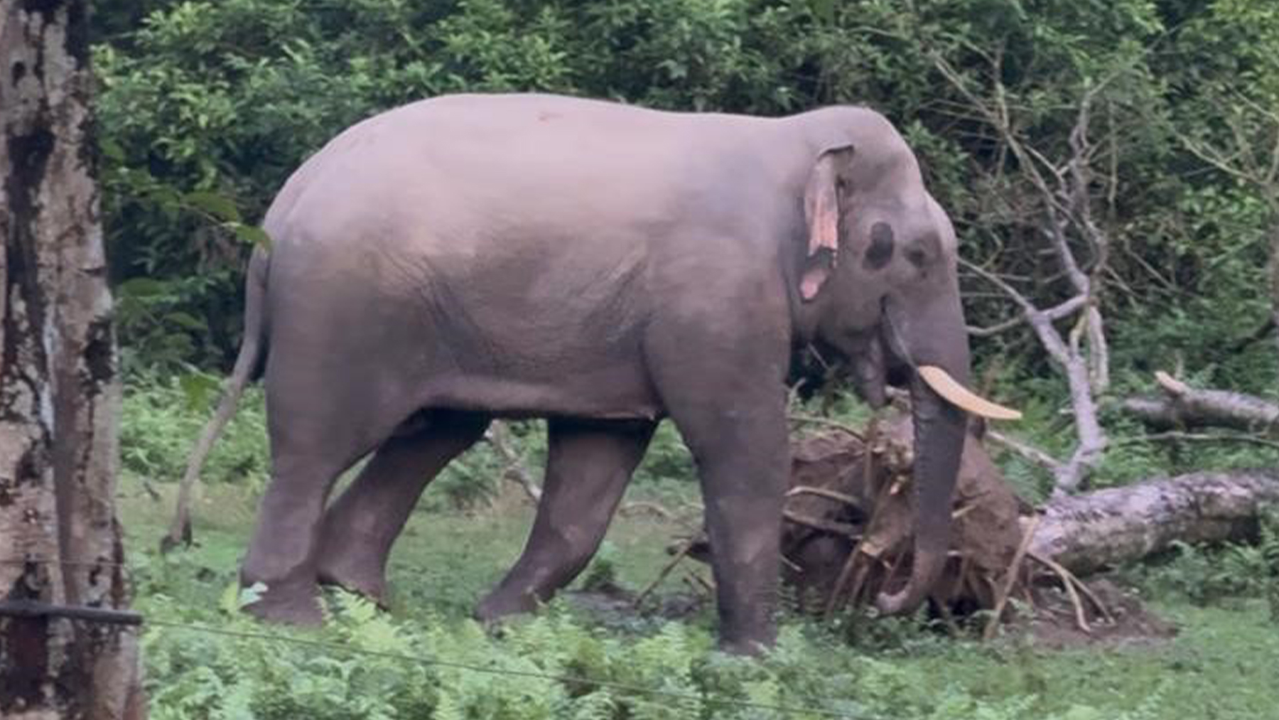 सौराहाको मध्यवर्ती क्षेत्रमा नयाँ जंगली हात्ती
