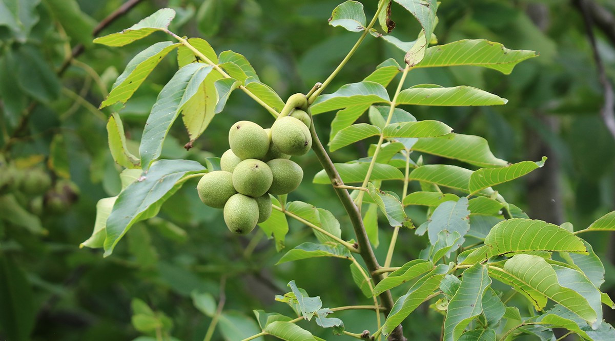 हाडे ओखरको बिरुवा दाँते भएपछि...