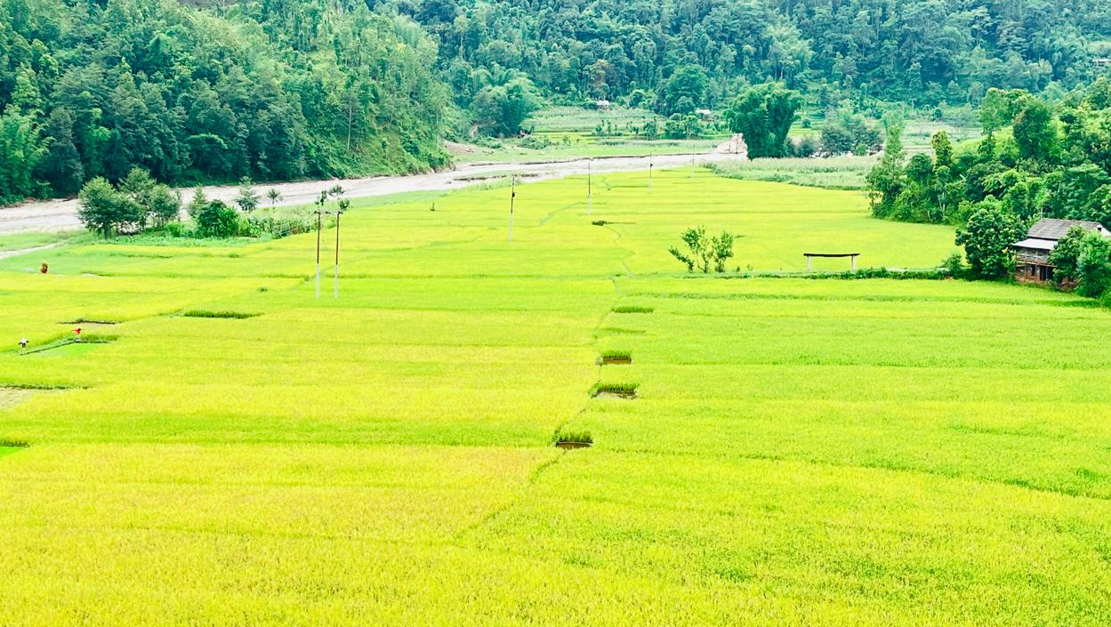 गुल्मीमा बढ्यो धान उत्पादन 