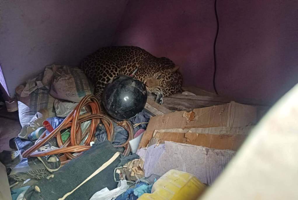 मनमैजुमा घरभित्र पसेको चितुवाको ‘डार्ट’ गरेर उद्धार