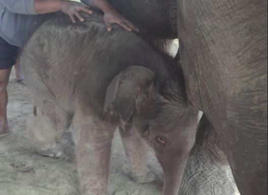 प्रजनन केन्द्रमा रिमझिमकलीले पाइन् छावा
