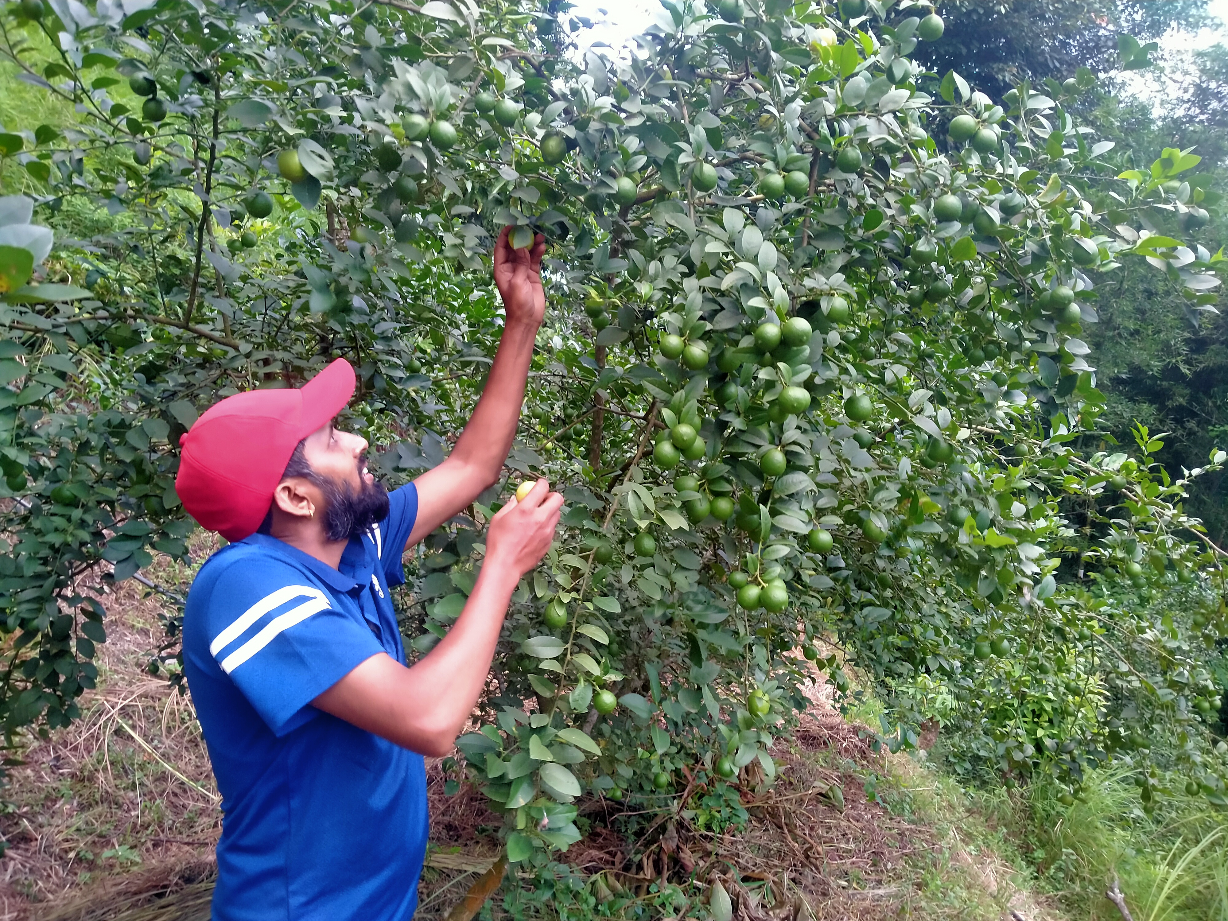 बाँदरको समस्याका कारण बाँझिएकोे जमिनमा रहरलाग्दो कागतीखेती