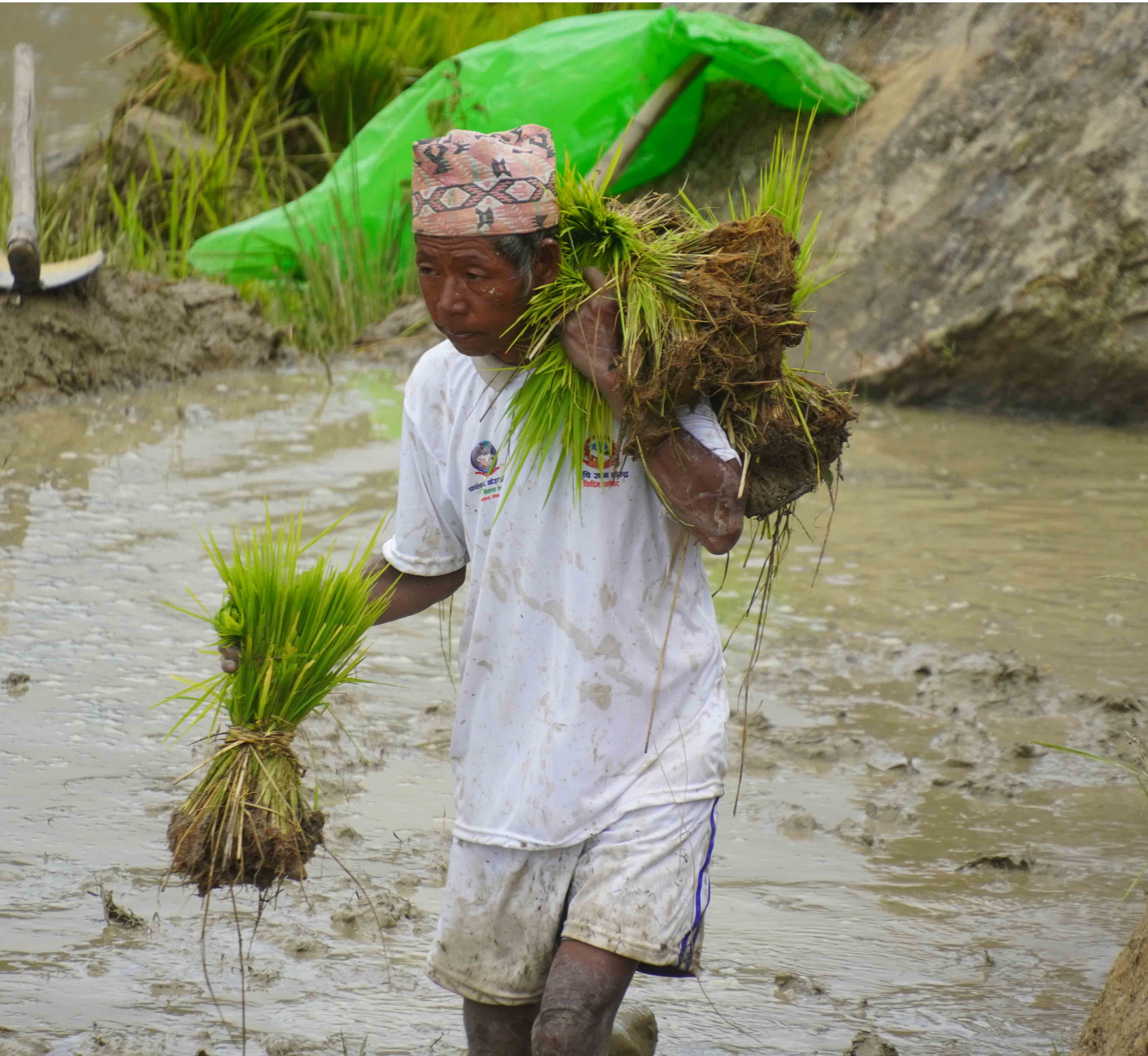 आठ लाख १६ हजार ४०५ हेक्टरमा रोपाइँ सम्पन्न