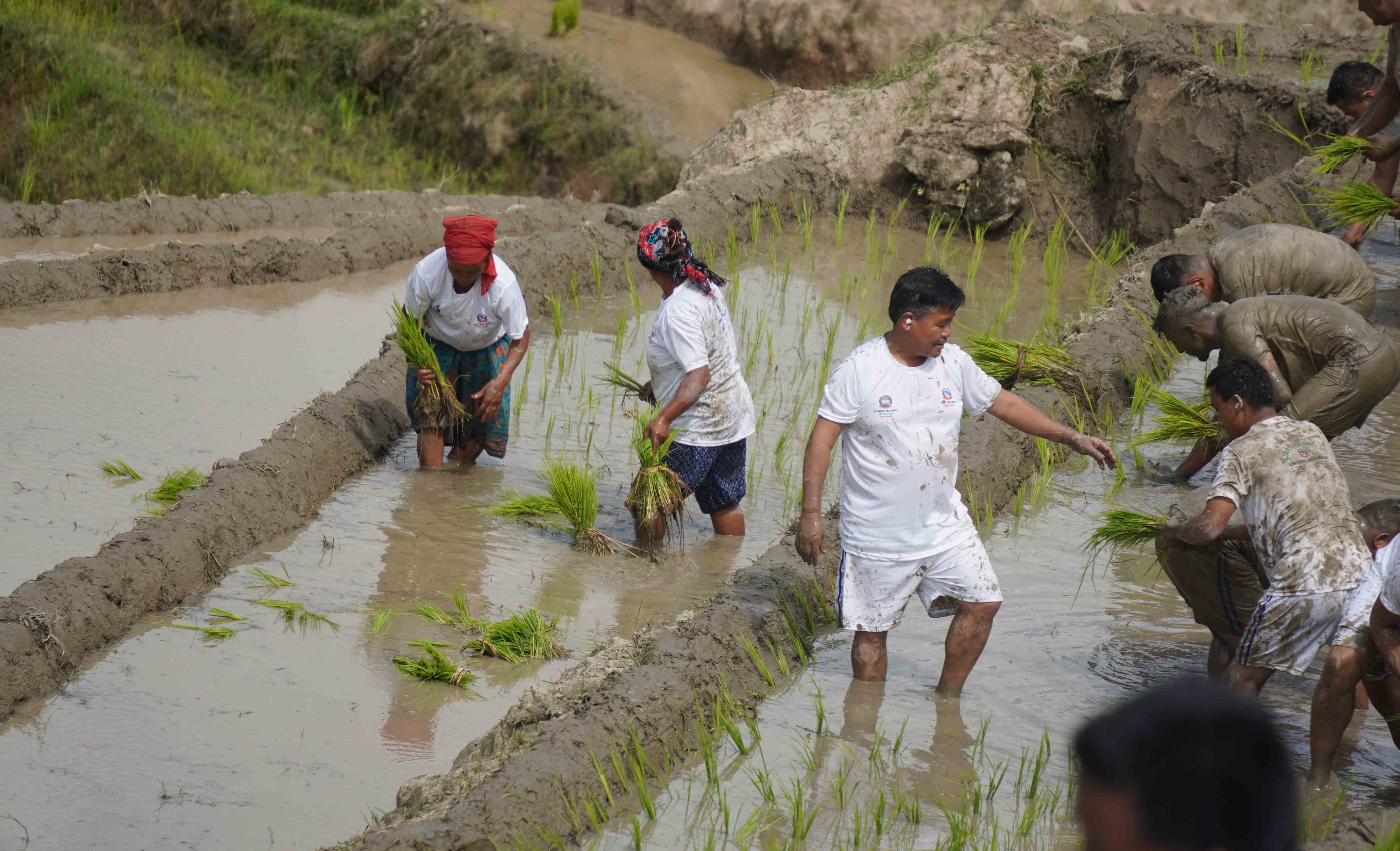 मनसुन समयअघि नै भित्रिँदा धान रोपाइँ बढ्यो, कुन प्रदेशमा कति ?