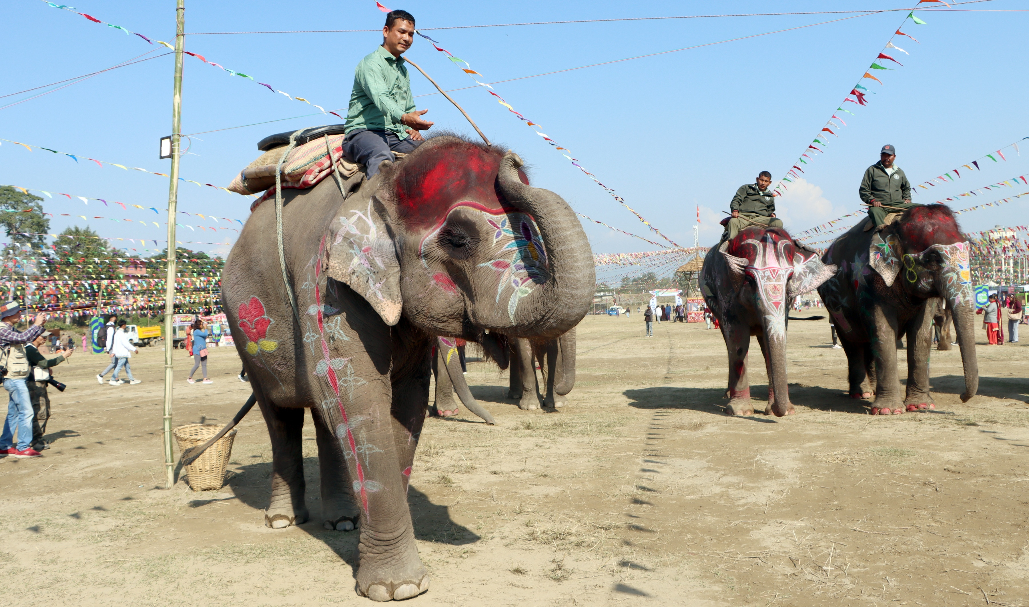 सेल्फीकलीलाई हात्ती सुन्दरीको उपाधि