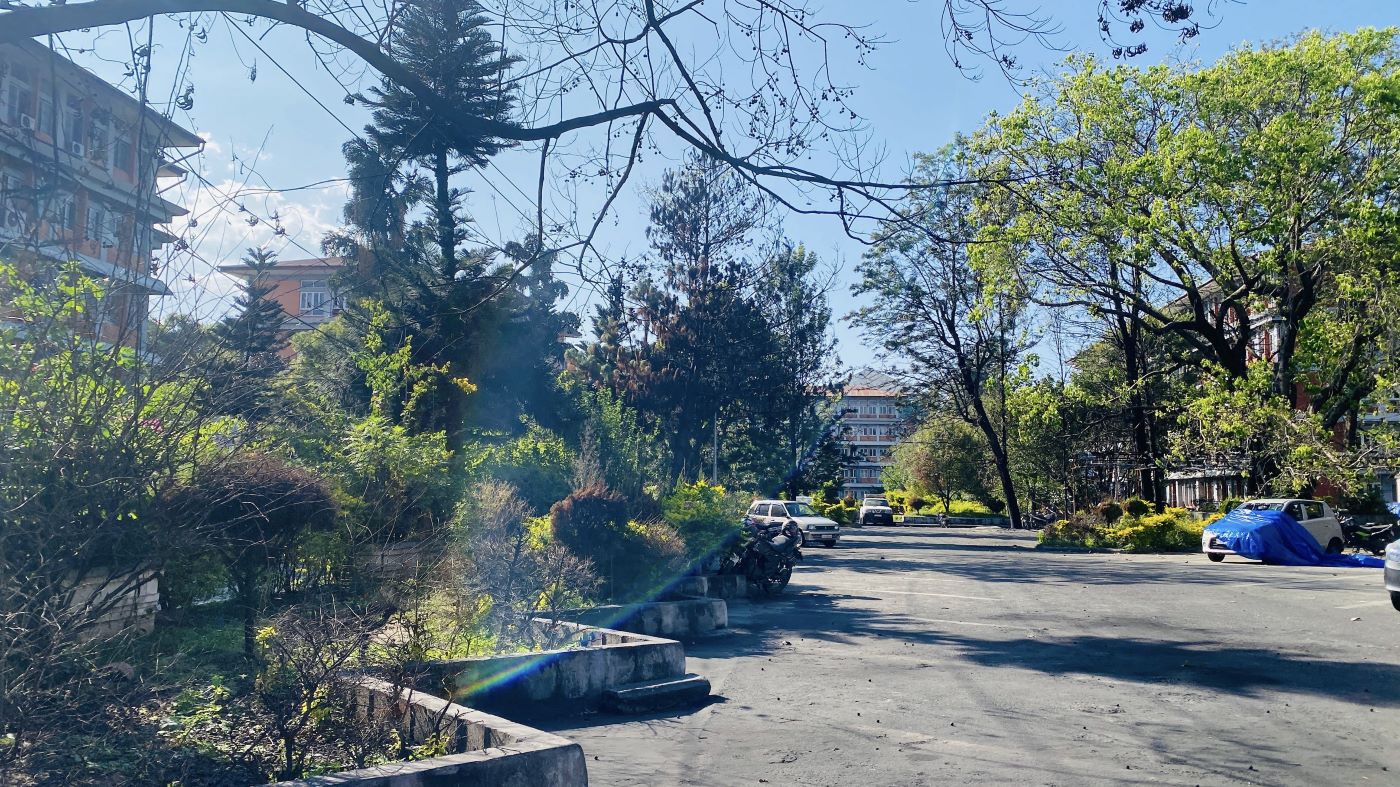 क्षतिग्रस्त सिंहदरबारका भवनमा रङरोगन, जलेका रुखहरूले हाल्दैछन् पालुवा