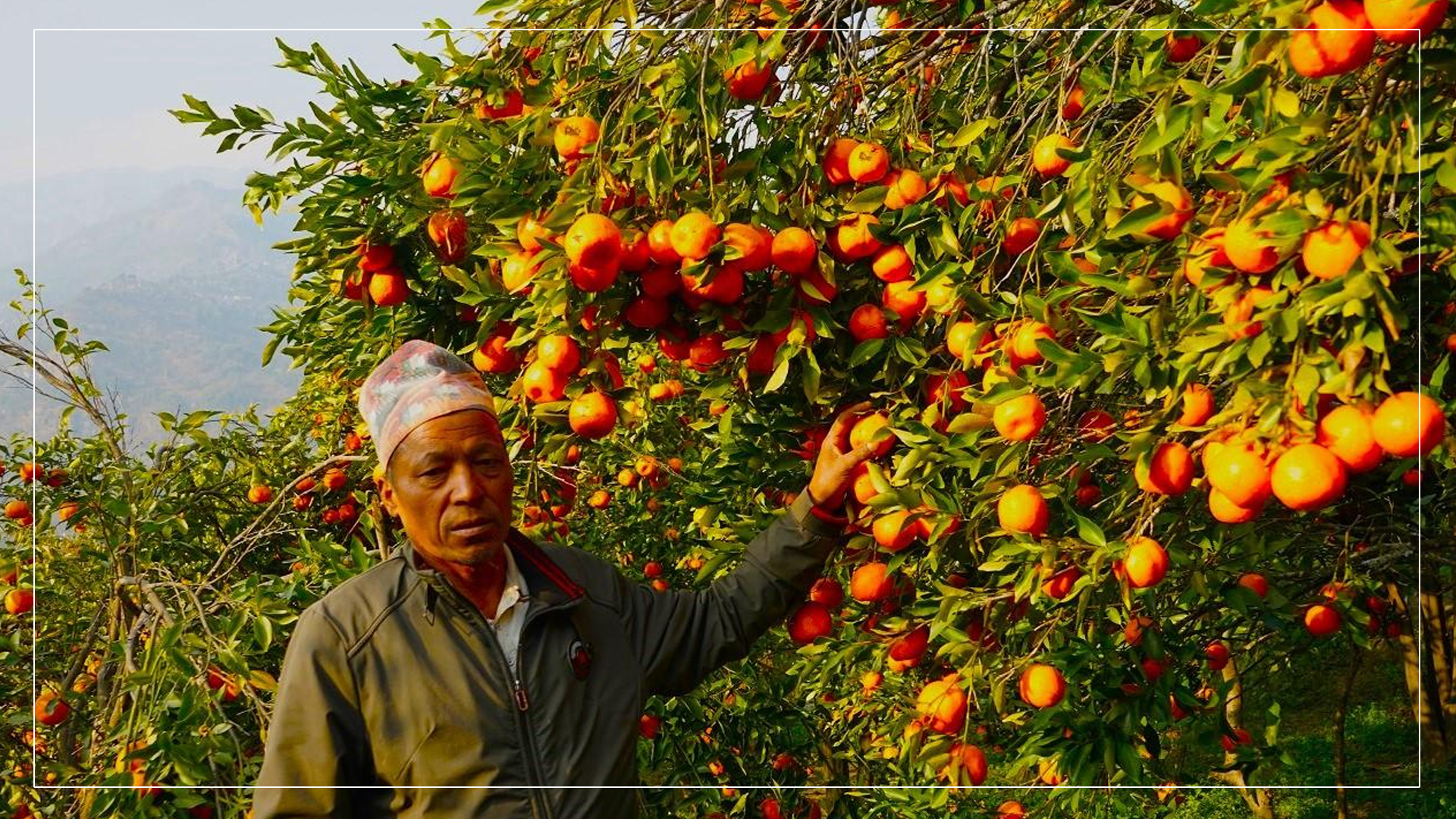 पहिले जग्गाभरी विरुवा रोप्दा भोकै बस्नुपर्ला भनेर डर देखाउँथे, अहिले एकै वर्षमा बेच्छन् ४० लाखको सुन्तला