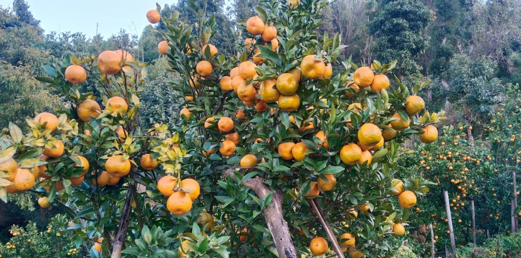 रामेछापको सुन्तलाले पाएन बजार, किसान भन्छन्- सधैँ यस्तो पाराले व्यवसाय हुँदैन