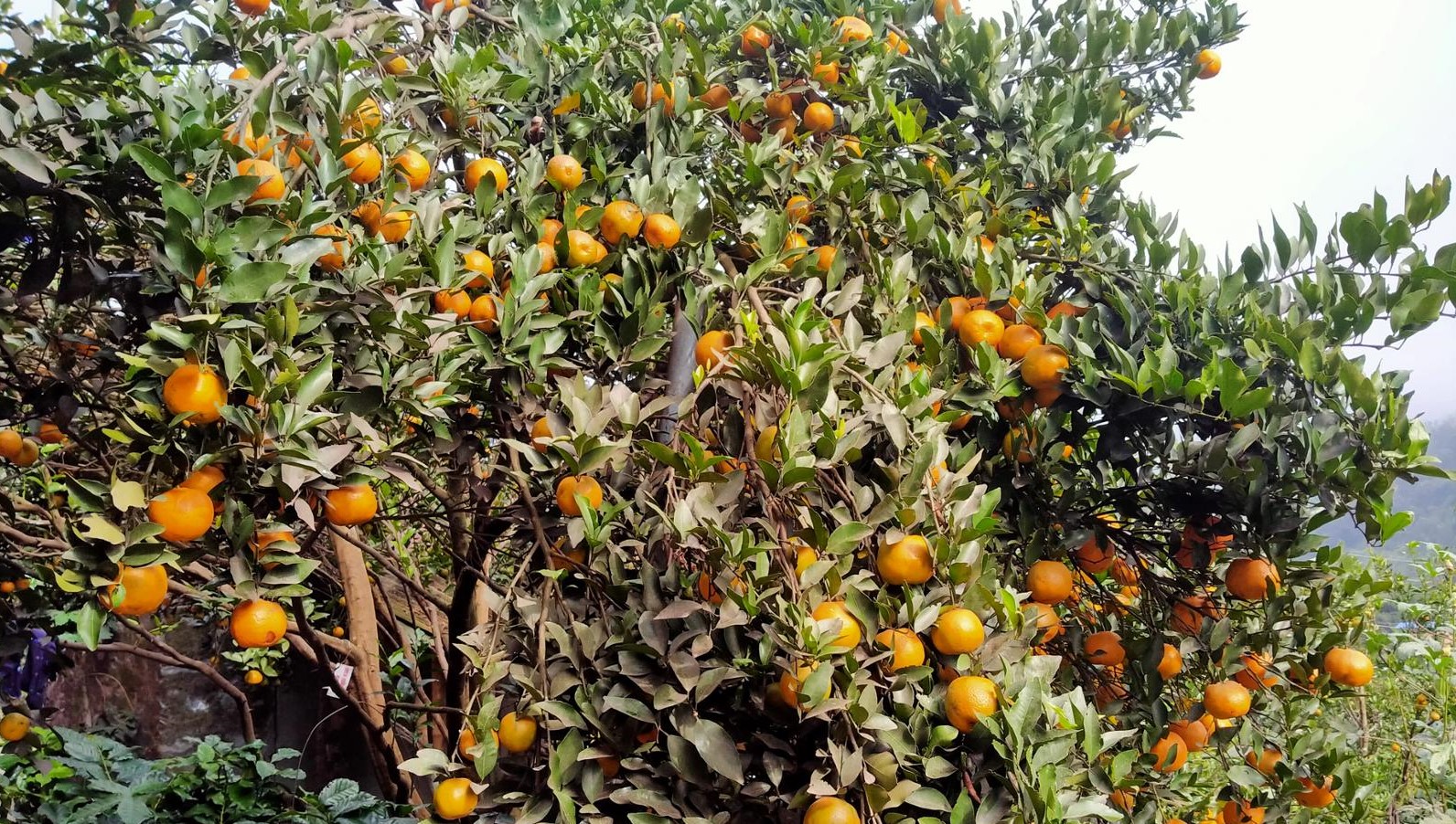 स्याङ्जामा एक वर्षमा फल्यो १ अर्ब १२ करोडको सुन्तला