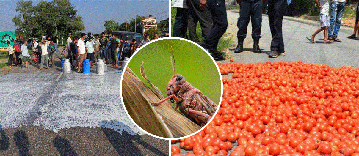 कोरोनाले कृषि उत्पादन बढ्यो