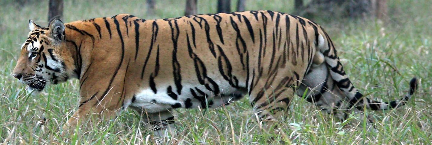 नेपालमा लक्ष्यभन्दा धेरै बाघ, कति छ धान्न सक्ने क्षमता ?