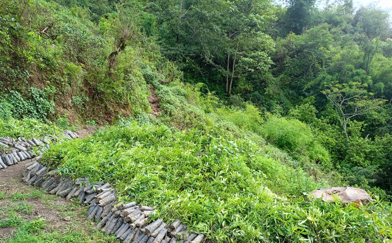 वन्यजन्तुबाट बाली जोगाउन नसकेपछि टिमुरखेती गर्दै किसानहरू