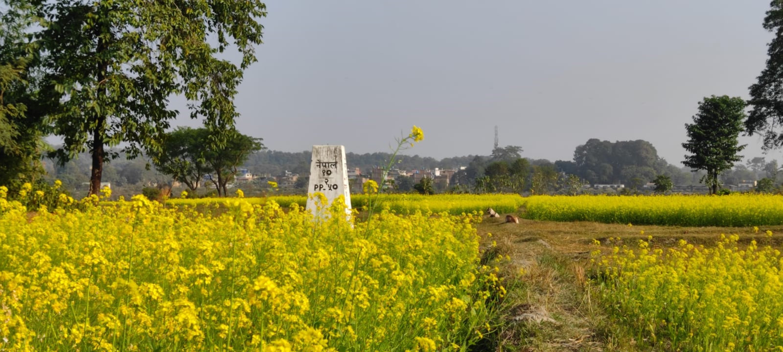 दशगजावारिपारि पहेँलपुर तोरीबारी