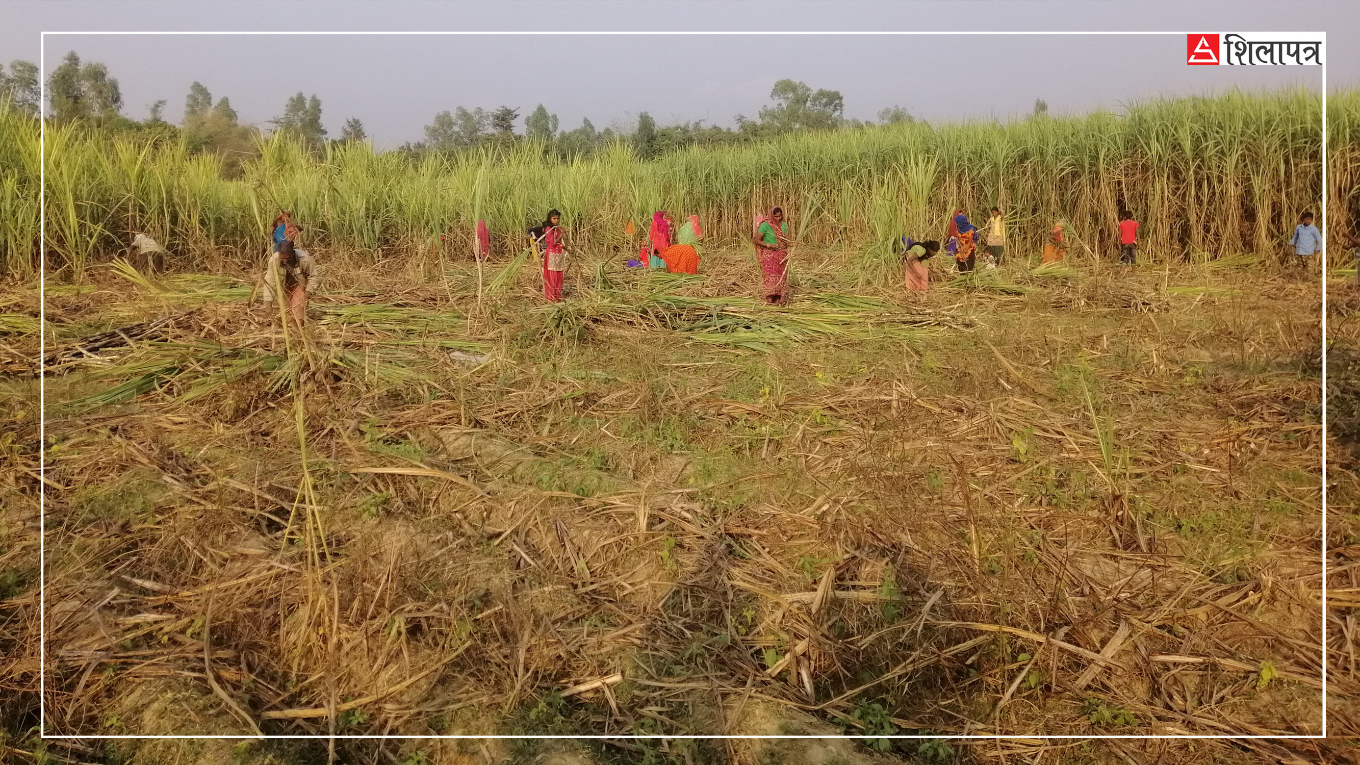 भारतीय उखुको तस्करीले थप पीडामा नेपाली किसान, विचौलिया मालमाल