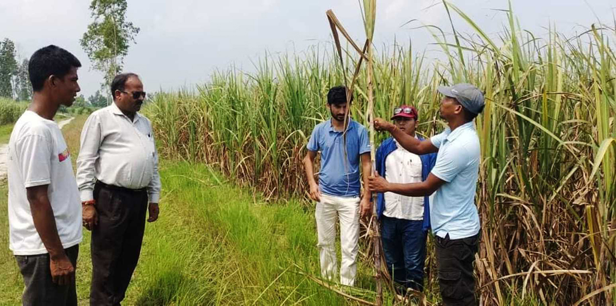 ६० विघामा लगाइएको उखुमा लाग्यो रेड रड रोग, पीडामा किसान 