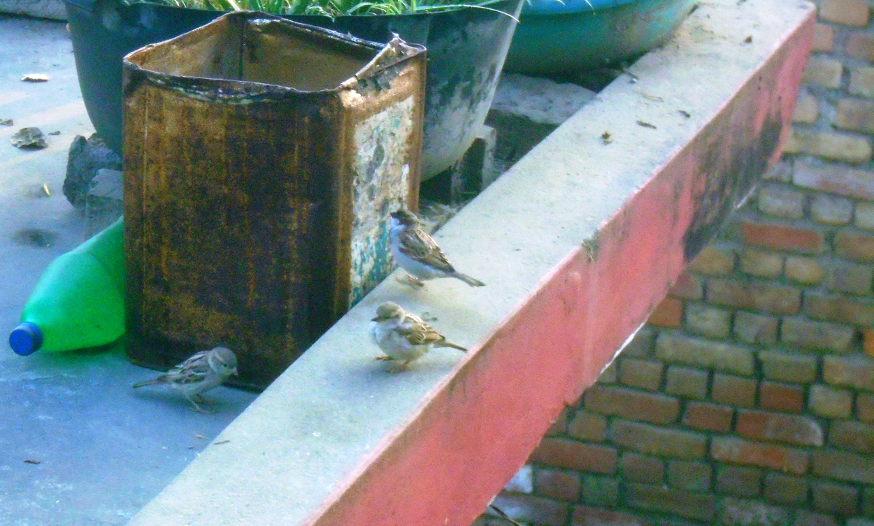कता हराए चिरबिर गर्ने भँगेरा ? 